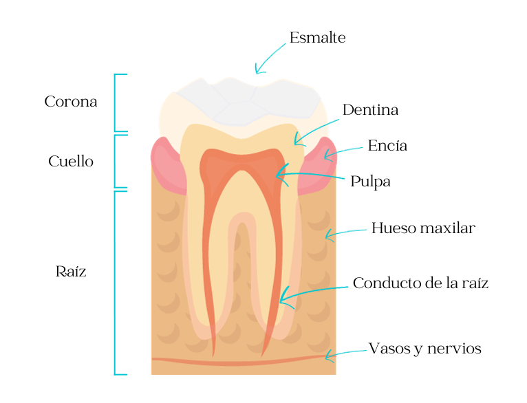 Corona Radiata: Descubre sus Funciones y Características Clave 2 corona radiata descubre sus funciones y caracteristicas clave