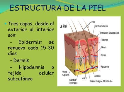 Corpúsculos de Ruffini: ¡Descubre su Función Vital! 7 corpusculos de ruffini descubre su funcion vital