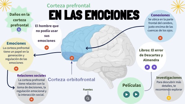 Córtex Prefrontal: Funciones y Trastornos que Debes Conocer 6 Córtex Prefrontal: Funciones y Trastornos que Debes Conocer
