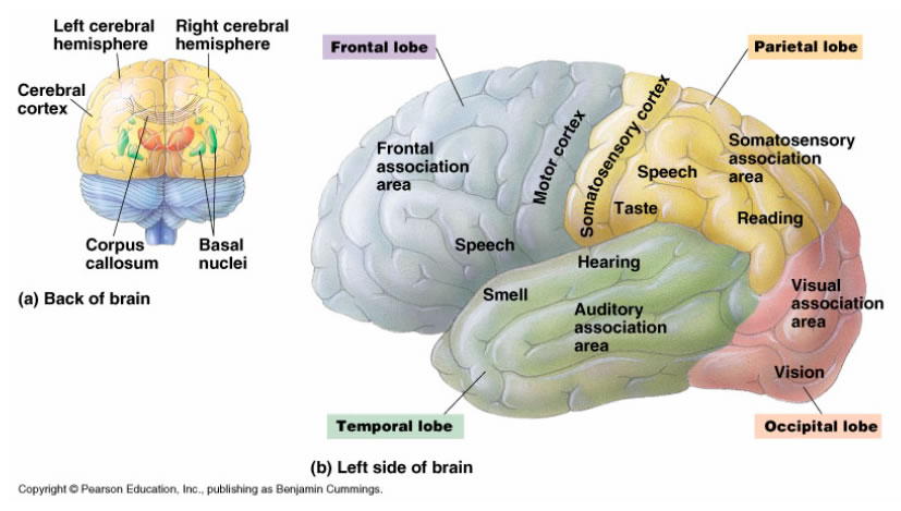 Corteza CEREBRAL: FUNCIÓN y CAPAS que DEBES CONOCER 2 corteza cerebral funcion y capas que debes conocer