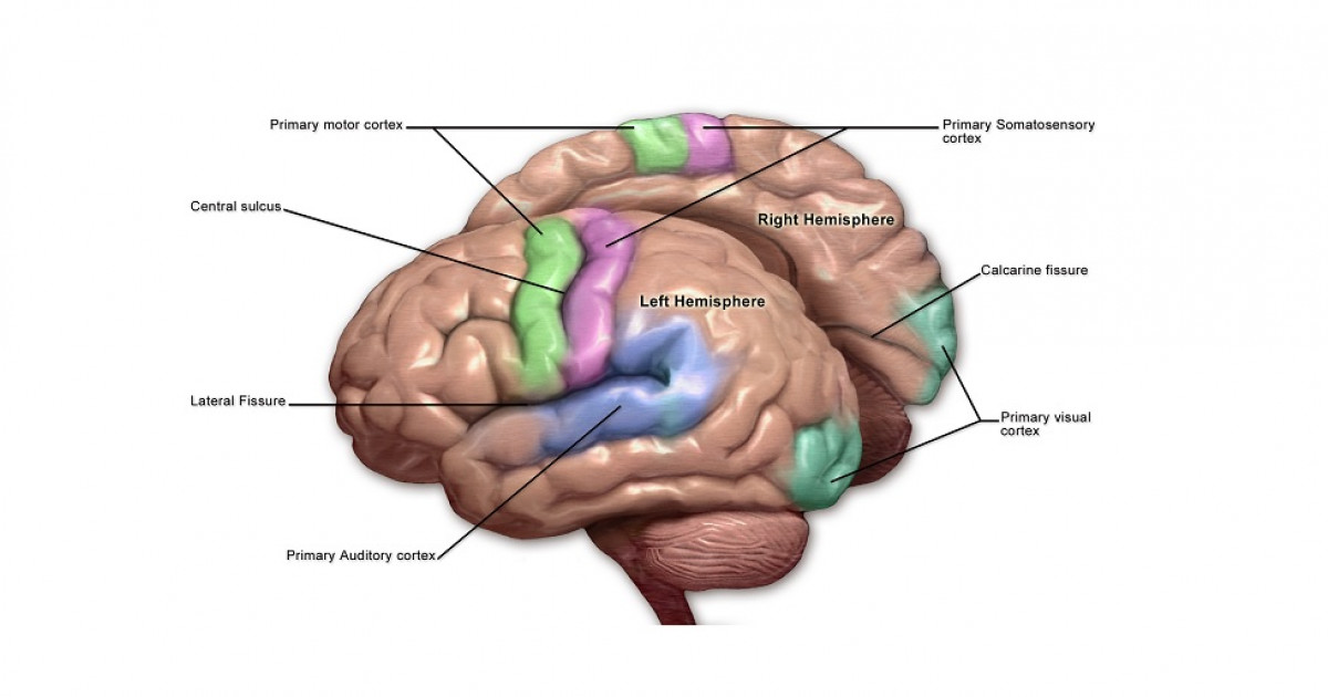 Corteza Motora del CEREBRO: ANATOMÍA y FUNCIONES Esenciales 2 corteza motora del cerebro anatomia y funciones esenciales