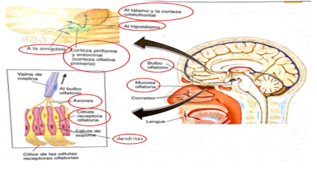 Corteza Olfativa: FUNCIONES y su IMPORTANCIA en el CEREBRO 2 corteza olfativa funciones y su importancia en el cerebro