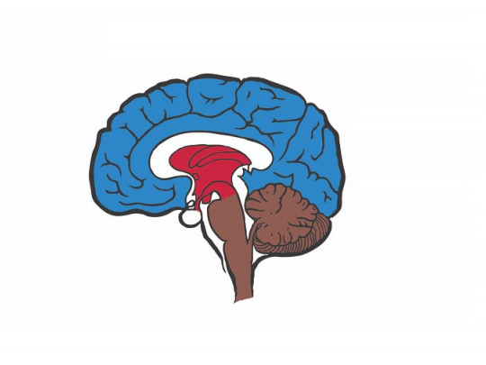 Corteza Piriforme: DESCUBRE sus FUNCIONES en el CEREBRO 39 corteza piriforme descubre sus funciones en el cerebro