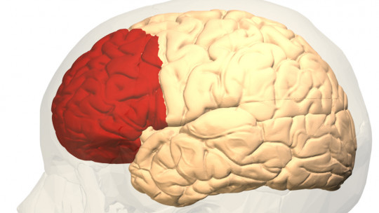 Corteza Prefrontal: Emociones y Trastornos en Madrid 2 corteza prefrontal emociones y trastornos en madrid