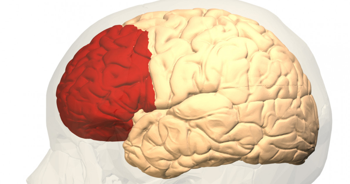 Corteza Prefrontal: FUNCIONES CLAVE y TRASTORNOS ASOCIADOS 33 corteza prefrontal funciones clave y trastornos asociados