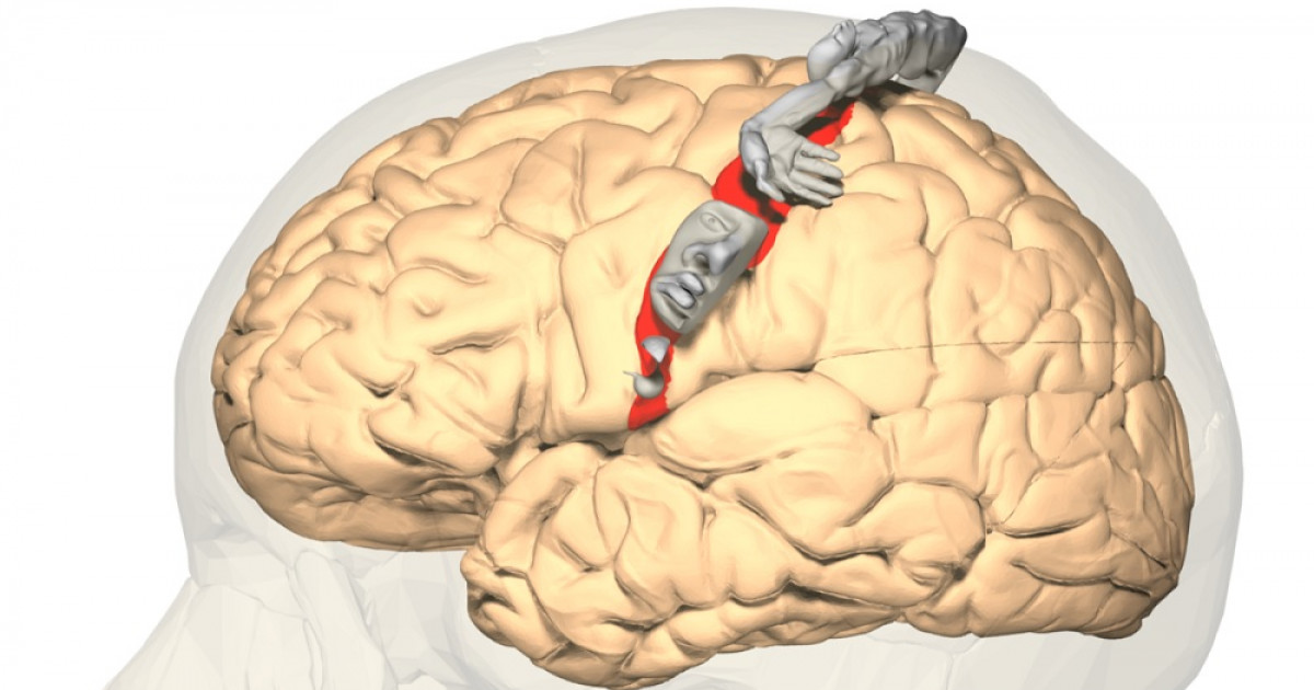 Corteza Somatosensorial: Funciones y Patologías Clave 2 corteza somatosensorial funciones y patologias clave