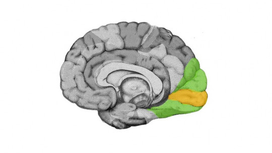 corteza visual del cerebro estructura y partes esencials