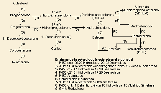 Corticotropina: Funciones Clave y Valores Normales Revelados 2 corticotropina funciones clave y valores normales revelados