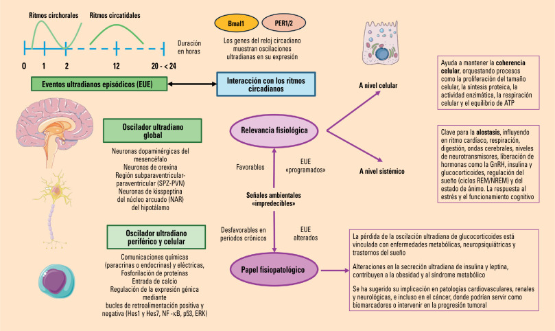 cortisol al despertar poder y beneficios revelados