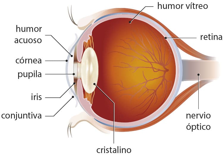 Cuál es la FUNCIÓN de la RETINA Descubre sus PARTES y MÁS 2 cual es la funcion de la retina descubre sus partes y mas