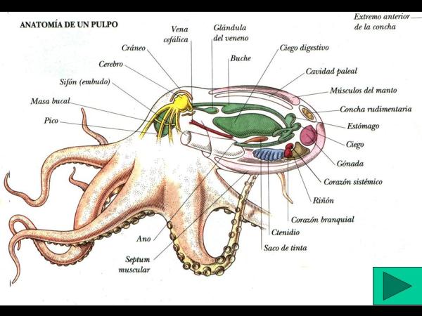 Cuántos cerebros tiene un pulpo Descubre su inteligencia 2 cuantos cerebros tiene un pulpo descubre su inteligencia
