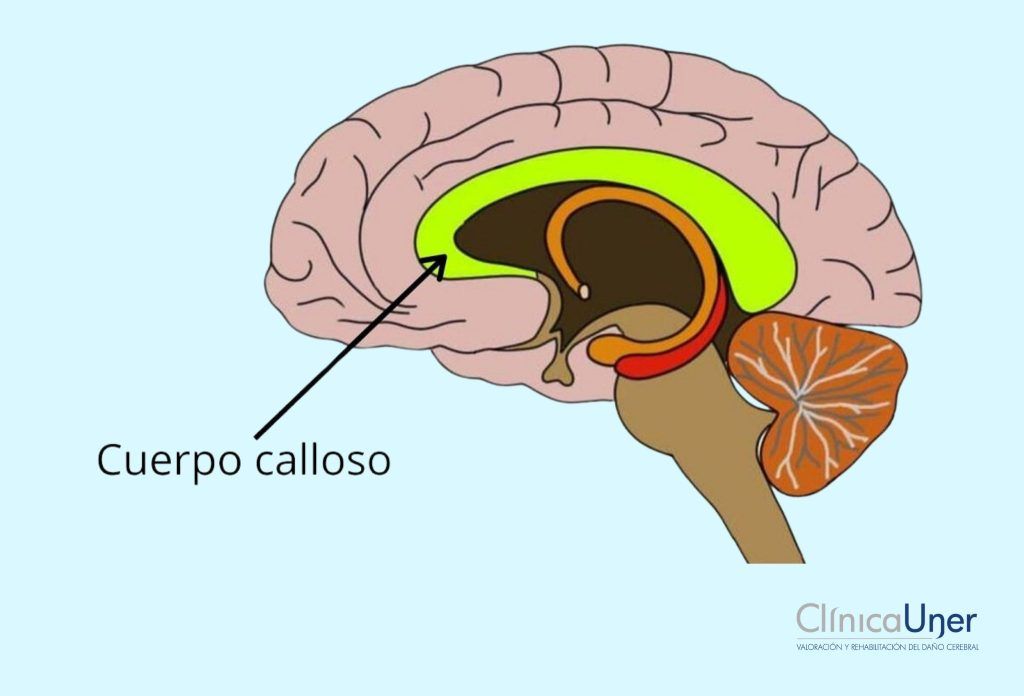 Cuerpo Calloso: FUNCIONES y PARTES que DEBES CONOCER 42 cuerpo calloso funciones y partes que debes conocer