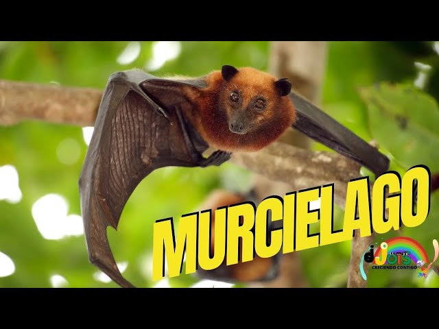 Curiosidades de los MURCIÉLAGOS: 9 HECHOS SORPRENDENTES 2 curiosidades de los murcielagos 9 hechos sorprendentes