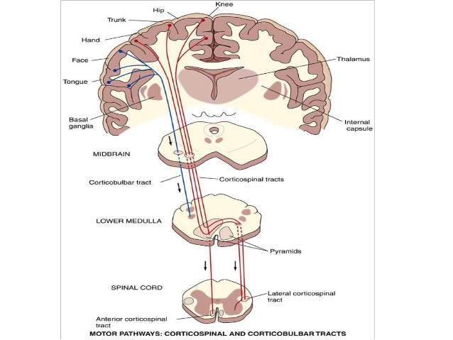 decusacion de las piramides anatomia y funcion esencial
