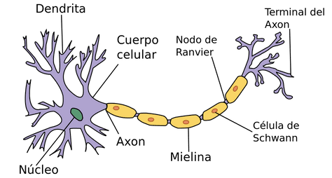 Dendritas: Descubre su Importancia Clave en la Neurona 2 dendritas descubre su importancia clave en la neurona