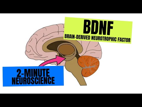 DENDRITAS: SU FUNCIÓN CLAVE en la NEUROCIENCIA REVELADA 2 dendritas su funcion clave en la neurociencia revelada