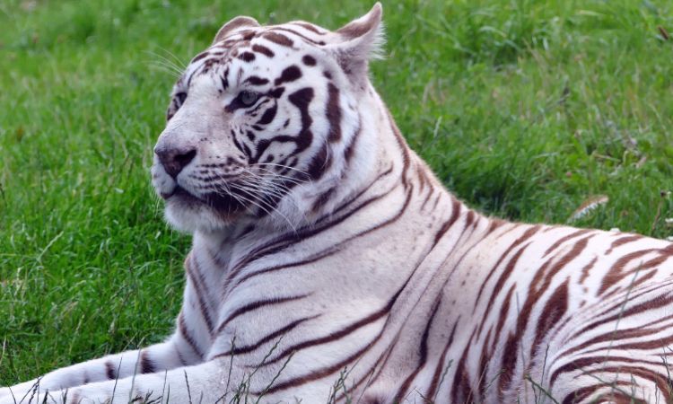 Descubre 10 Mascotas Populares Que Te Sorprenderán 40 descubre 10 mascotas populares que te sorprenderan