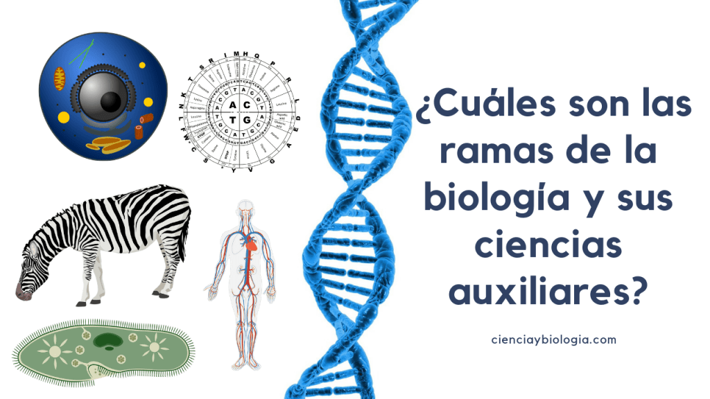 Descubre 10 Ramas de la Biología y sus Características Clave 2 descubre 10 ramas de la biologia y sus caracteristicas clave