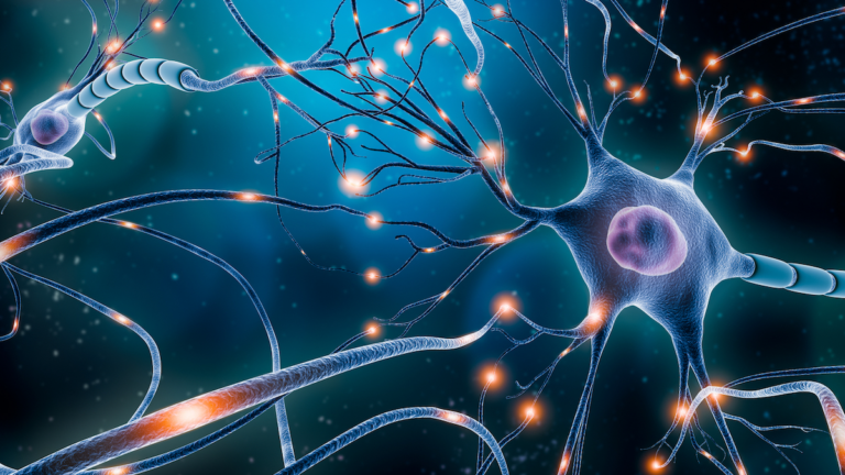Descubre 10 Tipos de Neuronas y sus Sorprendentes Funciones 2 descubre 10 tipos de neuronas y sus sorprendentes funciones