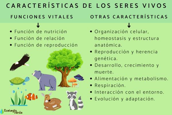 Descubre 6 Características Clave de los Seres Vivos 2 descubre 6 caracteristicas clave de los seres vivos