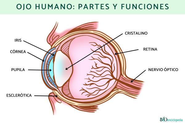 Descubre a Cuántos FPS Ve el Ojo Humano: ¡Sorpréndete! 24 descubre a cuantos fps ve el ojo humano sorprendete