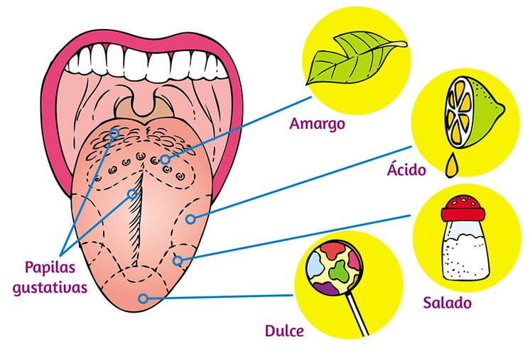 Descubre Cómo Funciona el Gusto: Mecanismos y Percepción 2 descubre como funciona el gusto mecanismos y percepcion