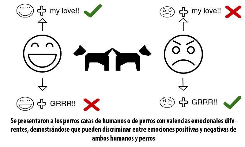 Descubre Cómo los Perros Reconocen Caras Humanas y Más 2 descubre como los perros reconocen caras humanas y mas