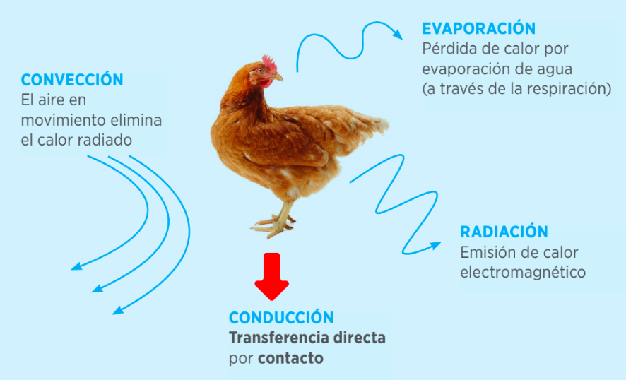 descubre el estres termico impacto real en tu vida diaria