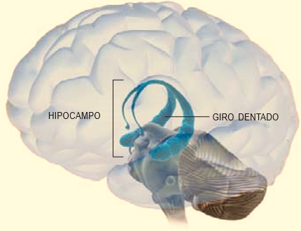 descubre el hipocampo su poder y funcion en tu cerebro