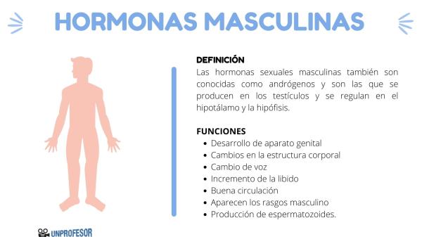 descubre el impacto de la testosterona en tu cerebro masculino