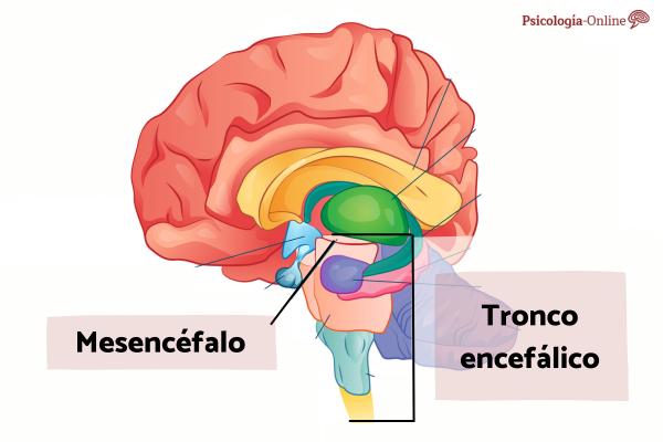 Descubre el Mesencéfalo: Funciones Sorprendentes del Cerebro 2 descubre el mesencefalo funciones sorprendentes del cerebro