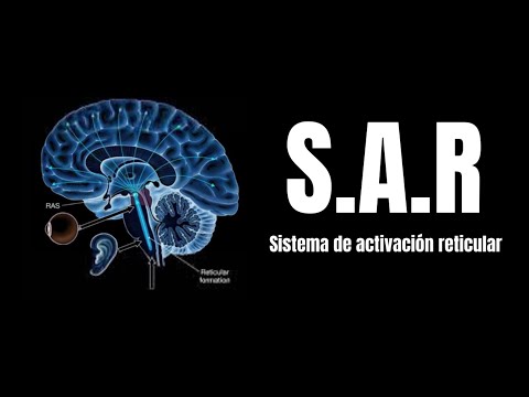 Descubre el Poder del Sistema Reticular Activador en Terapia 2 descubre el poder del sistema reticular activador en terapia