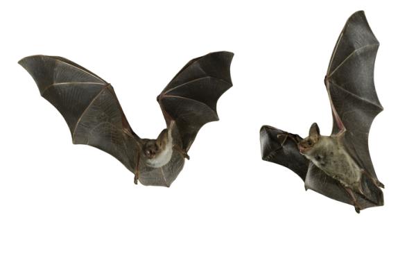 descubre el significado esencial de sonar con murcielagos