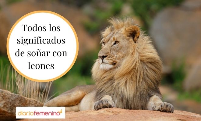 descubre el significado espiritual de sonar con leones