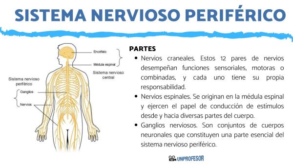 Descubre el Sistema Nervioso Periférico: Funciones Clave y Más 3 Descubre el Sistema Nervioso Periférico: Funciones Clave y Más