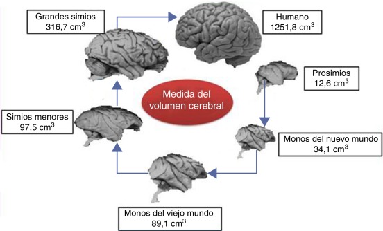 Descubre la Evolución Esencial del Sistema Nervioso 2 descubre la evolucion esencial del sistema nervioso