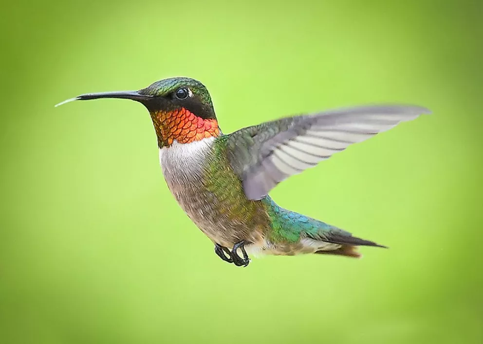 Descubre la Fascinante Leyenda Maya del Colibrí Mensajero 2 descubre la fascinante leyenda maya del colibri mensajero