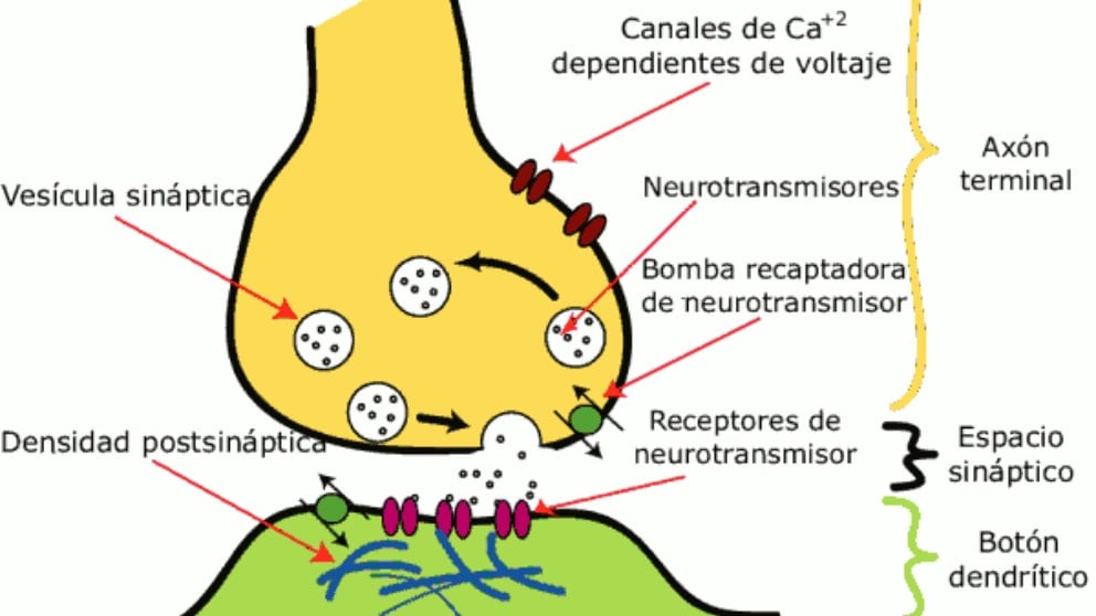 Descubre la Función de la Neurona Postsináptica en Madrid 2 descubre la funcion de la neurona postsinaptica en madrid