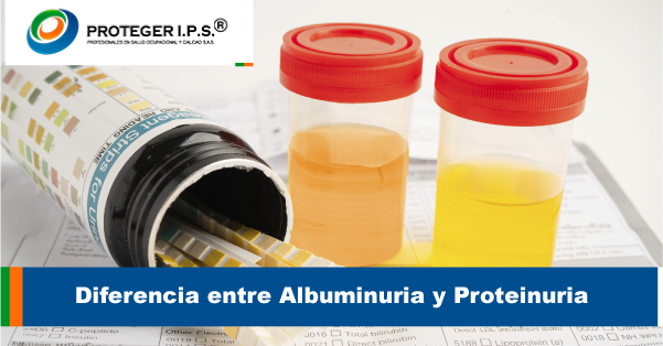 descubre la importancia de la albumina en tu salud