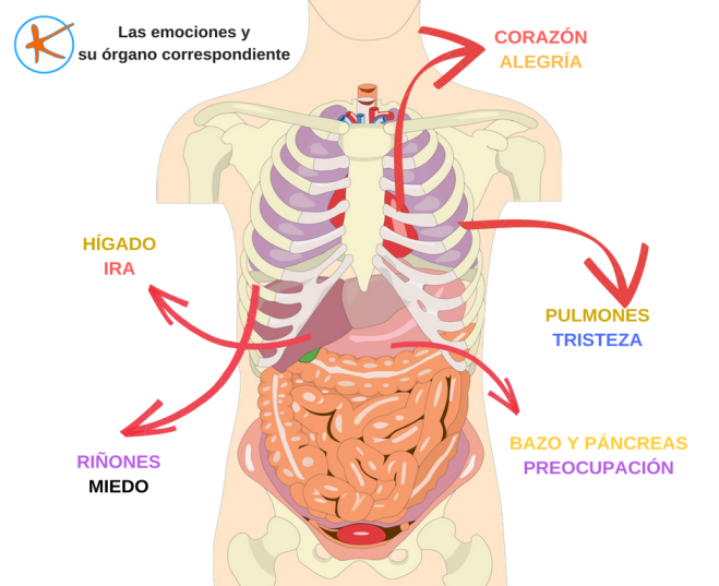 descubre la importancia de los organos internos en madrid