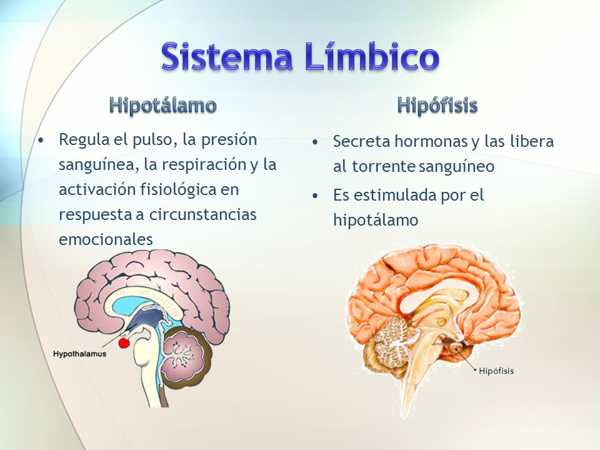 Descubre la Magia del Sistema Límbico: Cómo Funciona 2 descubre la magia del sistema limbico como funciona