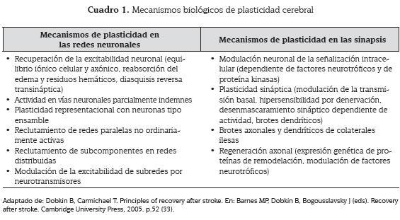 Descubre la Plasticidad Cerebral: Tipos y Significado Clave 9 descubre la plasticidad cerebral tipos y significado clave
