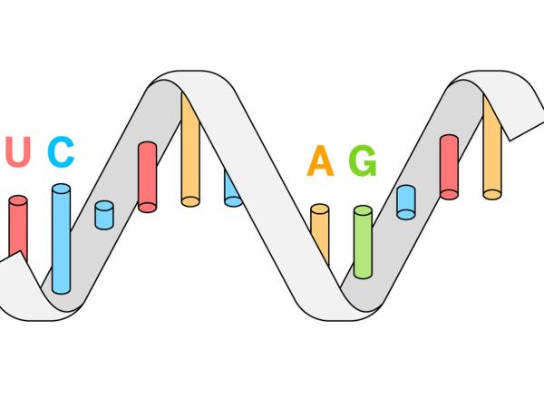 Descubre la Traducción del ADN: Fases Clave y su Importancia 2 descubre la traduccion del adn fases clave y su importancia