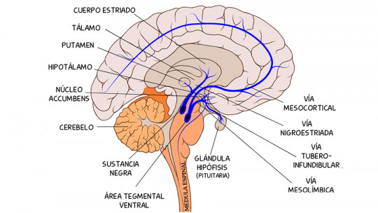 Descubre la Vía Mesolímbica: Clave en el Cerebro Humano 2 descubre la via mesolimbica clave en el cerebro humano