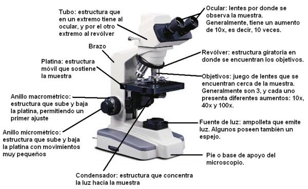 Descubre las 14 Partes del Microscopio y sus Funciones Clave 2 descubre las 14 partes del microscopio y sus funciones clave