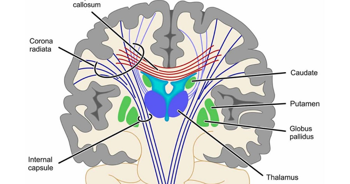 descubre las claves de la capsula interna del cerebro