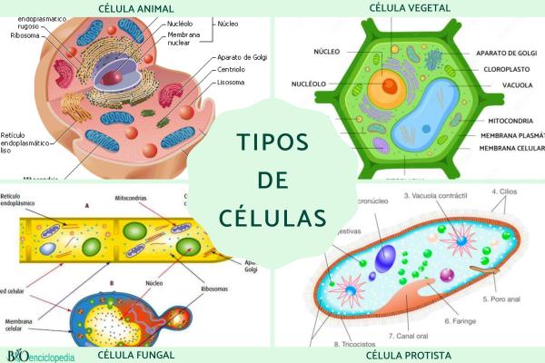 Descubre las Claves de la Célula: Orgánulos y Sus Funciones 2 descubre las claves de la celula organulos y sus funciones