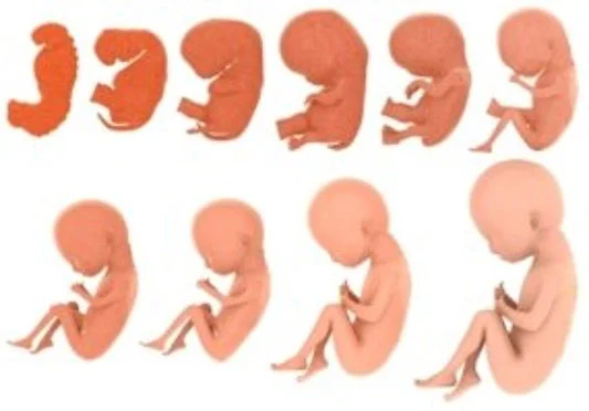 Descubre las Claves de la Etapa Prenatal en Madrid 2 descubre las claves de la etapa prenatal en madrid
