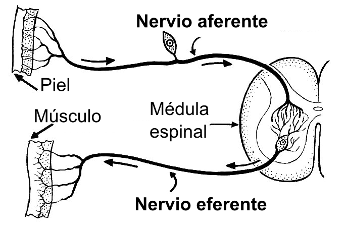 Descubre las Diferencias entre Fibras Aferentes y Eferentes 2 descubre las diferencias entre fibras aferentes y eferentes