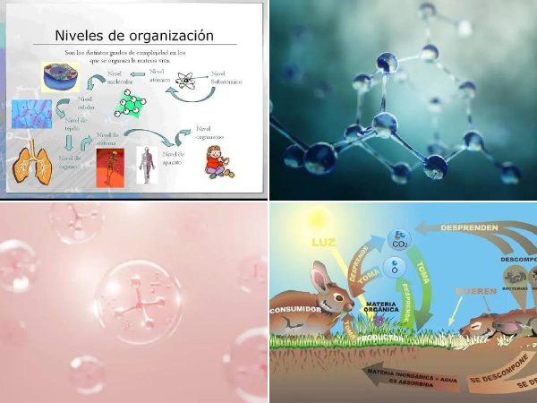 Descubre las Estructuras de la Organización Compleja